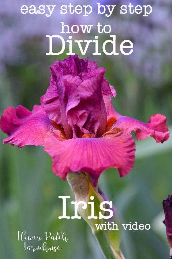 Iris with wording, How to Divide Iris step by step 