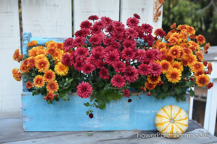 DIY rustic Toolbox planter with Mums. An easy DIY project for the beginner and a great staging tool FlowerPatchFarmhouse.com