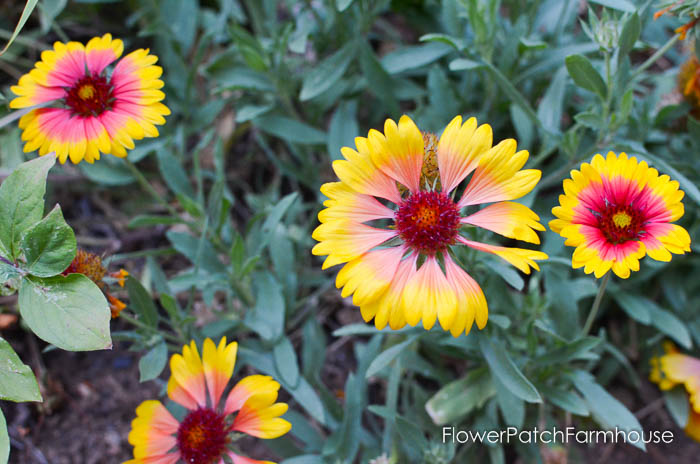 Late September in the Garden