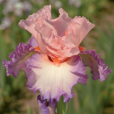 New Iris for My Secret Garden! - Flower Patch Farmhouse
