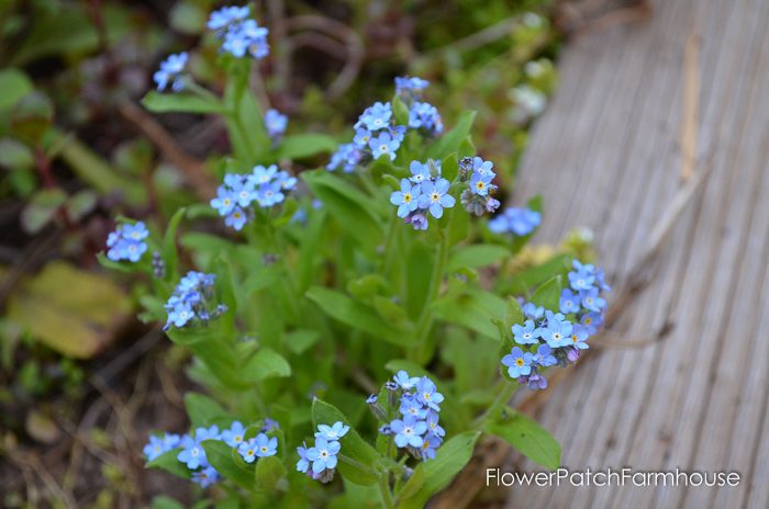 Sow your seeds in Fall. Baby Blue Eyes forget me not, FlowerPatchFarmhouse.com (1 of 1)