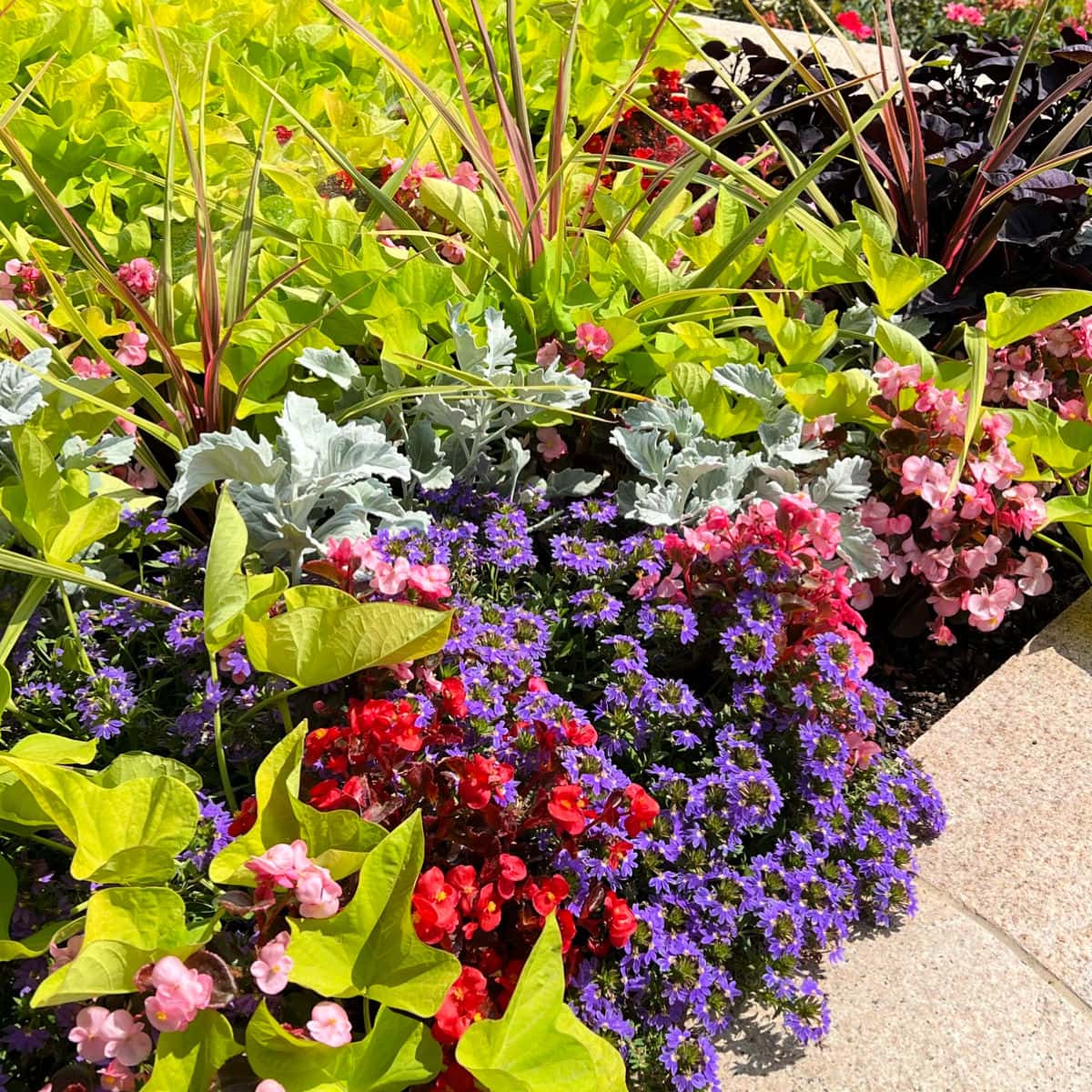 sweet potato vine with begonias, dusty miller, and more flowers in a garden, flower patch farmhouse dot com