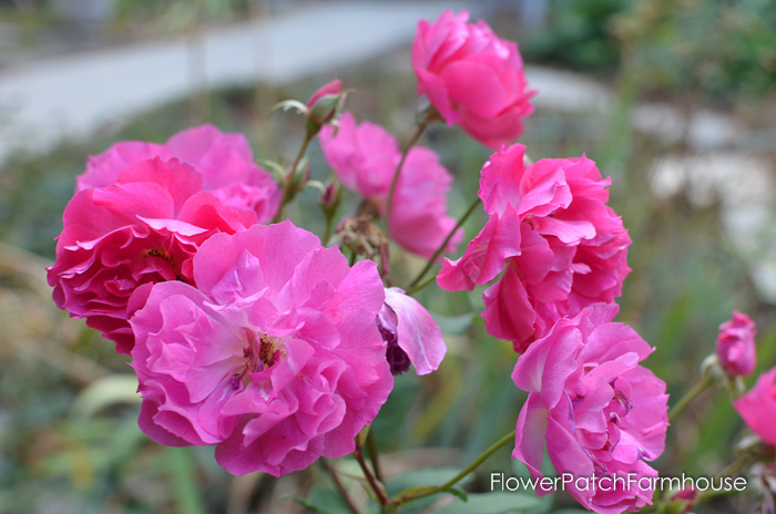 Demitasse rose, blooms prolificly throught the summer.