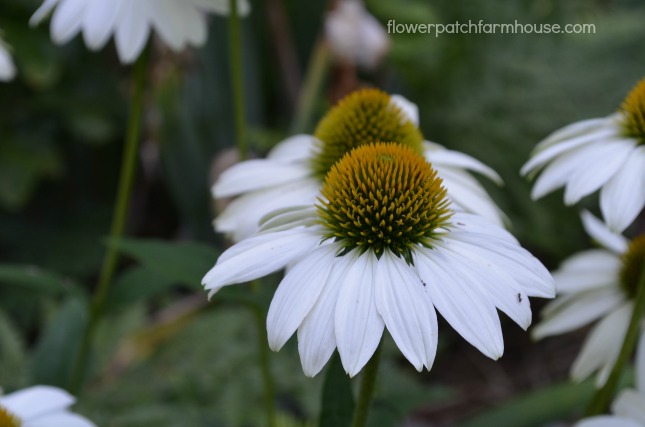 Sow your seeds in Fall. White Swan Echinacea