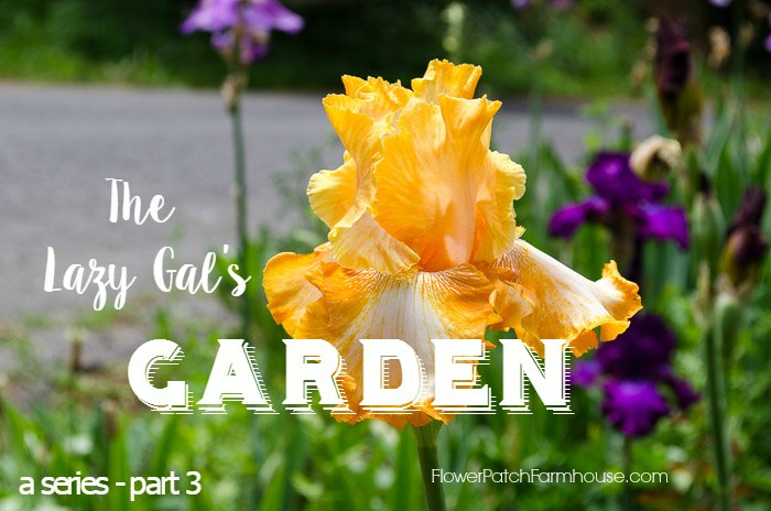 Lazy Gal’s Garden Guide – Part 3