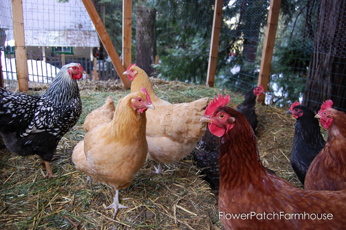 various chickens in pen with straw on the ground