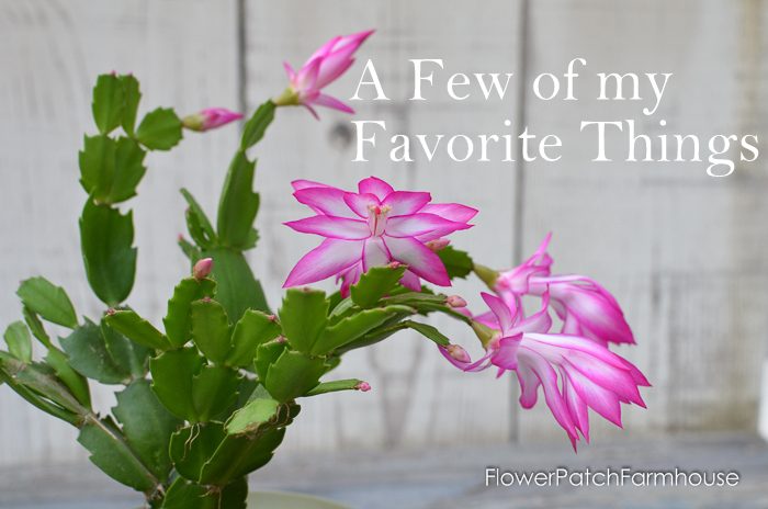 Thanksgiving Cactus, FlowerPatchFarmhouse.com
