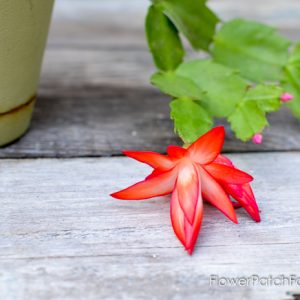 Thanksgiving Cactus, FlowerPatchFarmhouse.com