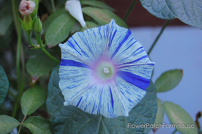 morning glories seedlings morning glories seedlings