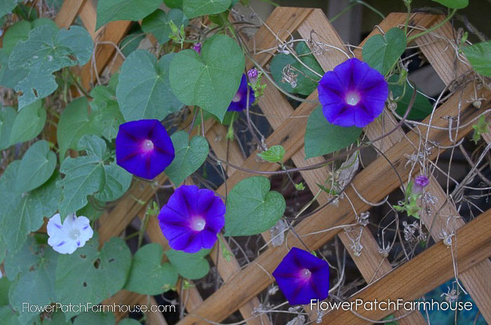 diy trellis for morning glories