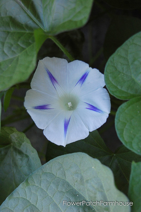 diy trellis for morning glories