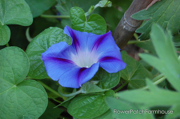 Blue morning glory with purple star center