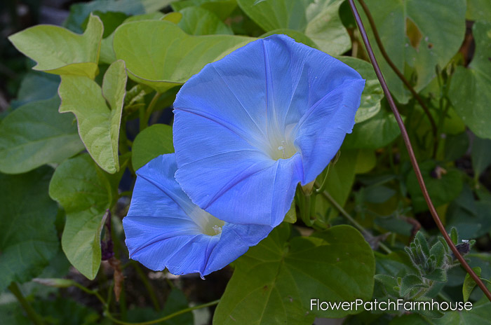 Heavenly Blue Morning Glory
