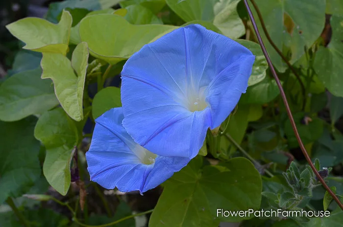 Easy To Grow Morning Glories A Privacy Screen From Seeds Flower Patch Farmhouse
