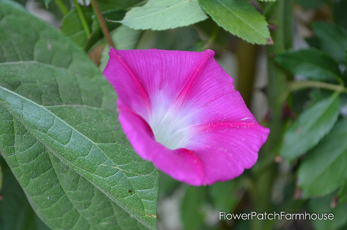 Bright pink morning glory, La Vie en rose