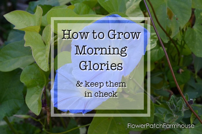easy to Grow Morning Glories – a privacy screen from seeds