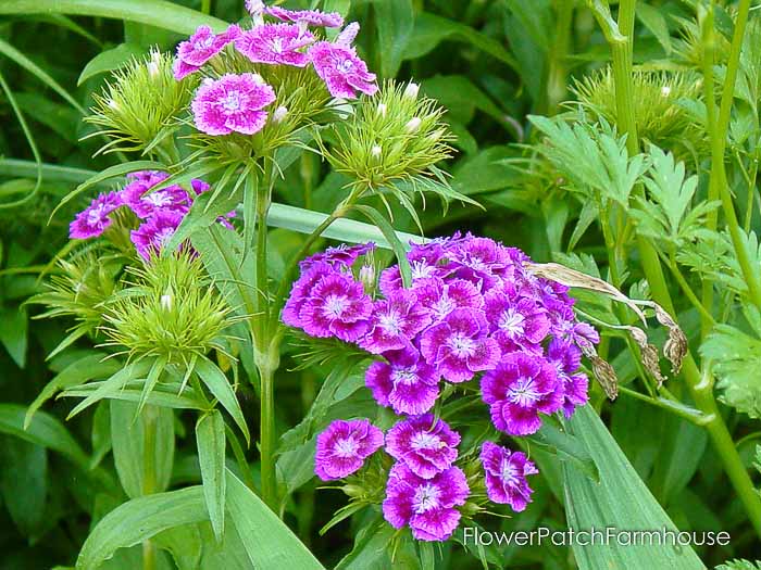 How to Grow Sweet Williams - Flower Patch Farmhouse