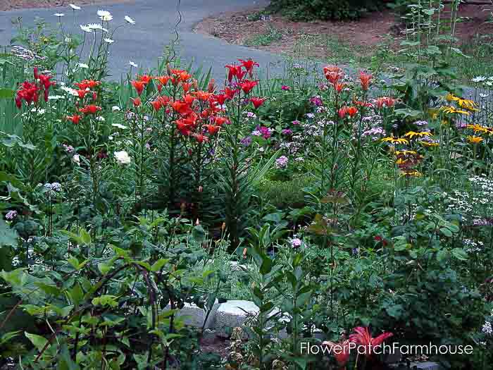 How to Grow Sweet Williams