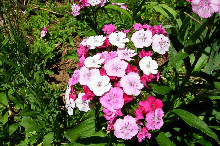 variegated sweet williams, How to Grow Sweet Williams