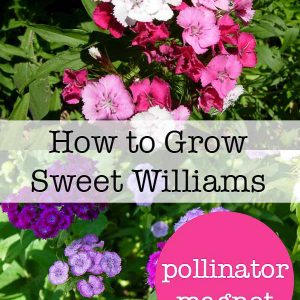 Sweet Williams, how to grow Sweet Williams in your Cottage Garden