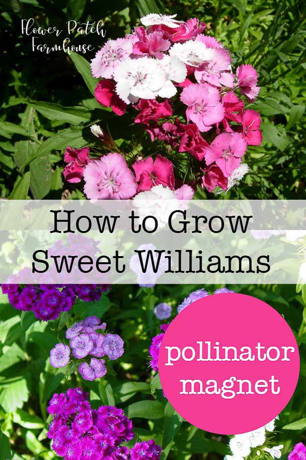 Sweet Williams, how to grow Sweet Williams in your Cottage Garden #cottagegarden #easyflowers #gardening #scentedflowers