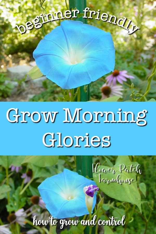 Heavenly blue morning glory with text overlay, Grow Morning Glories, Flower Patch Farmhouse