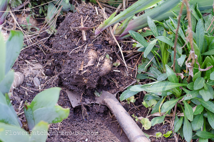 Propagate plants with root divisions. An easy way to get more of your favorite perennials for free