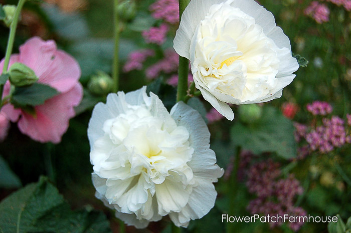 White double hollyhocks, how to grow hollyhocks, Flower Patch Farmhouse