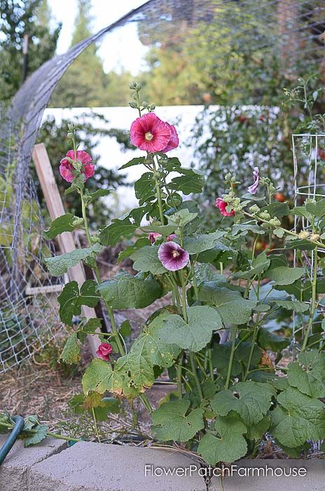 volunteer hollyhocks in garden bed, Flower Patch Farmhouse 