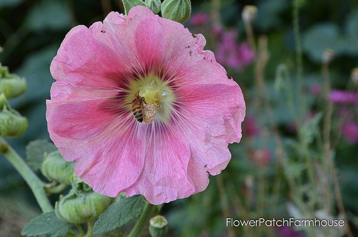 Medium pink hollyhock with bee, How to Grow Hollyhocks, Flower Patch Farmhouse