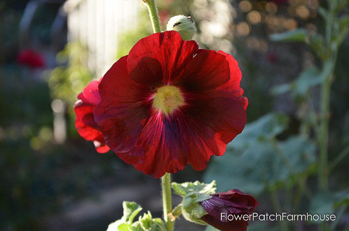 Red hollyhock, flower Patch Farmhouse