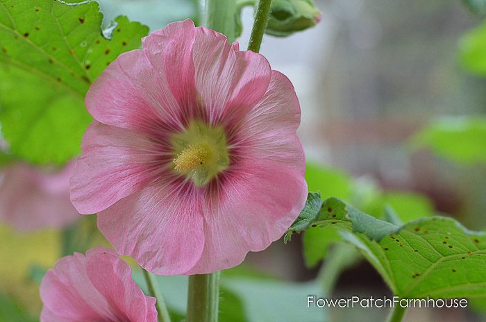 Pink hollyhock with rust on leaves, Flower Patch Farmhouse