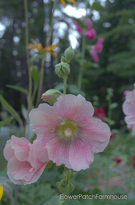 heirloom hollyhock plant, light pink, Flower Patch Farmhouse dot com