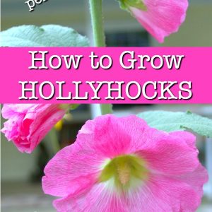 Pink hollyhocks with text overlay, How to Grow Hollyhocks, Flower Patch Farmhouse