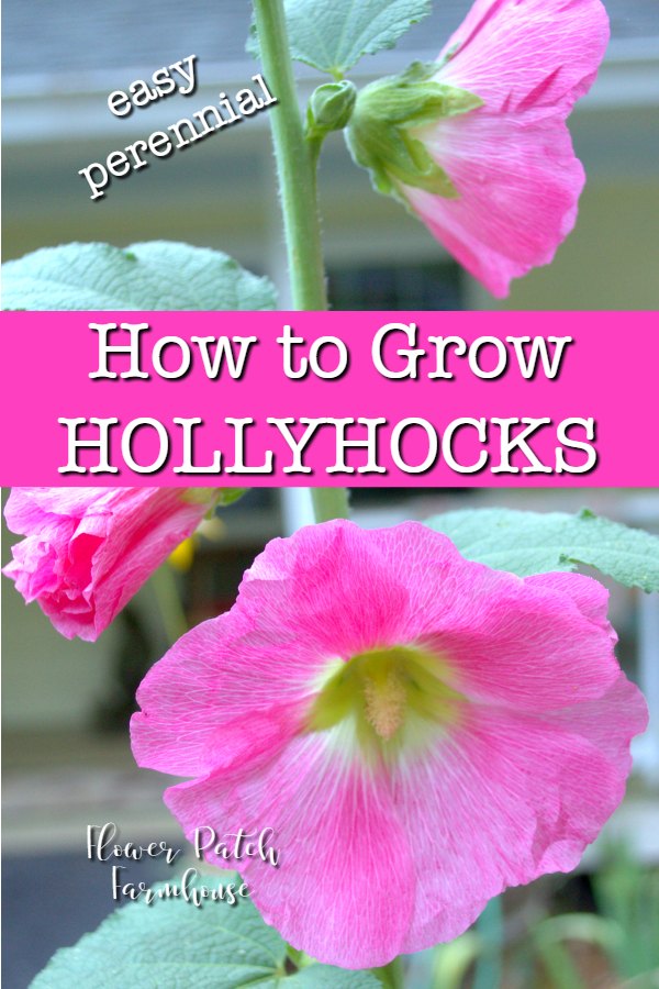 Pink hollyhocks with text overlay, How to Grow Hollyhocks, Flower Patch Farmhouse