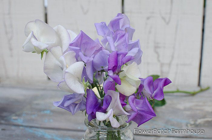 Sweet Pea bouquet