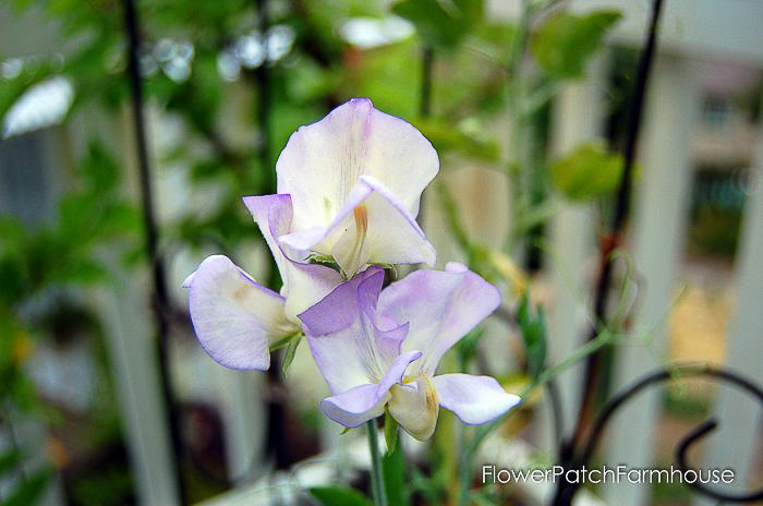 High Scent Sweet Pea