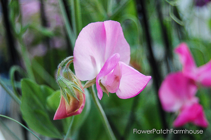 Pink Sweet Pea