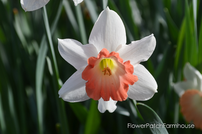 Daffodil Love