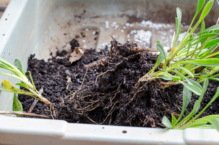 Propagate plants with root divisions. An easy way to get more of your favorite perennials for free