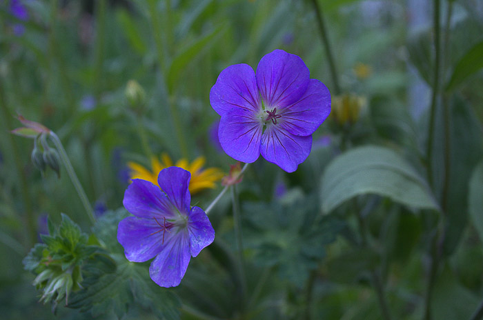 Rozanne hardy cranesbill geranium, how to grow them, Flower Patch Farmhouse