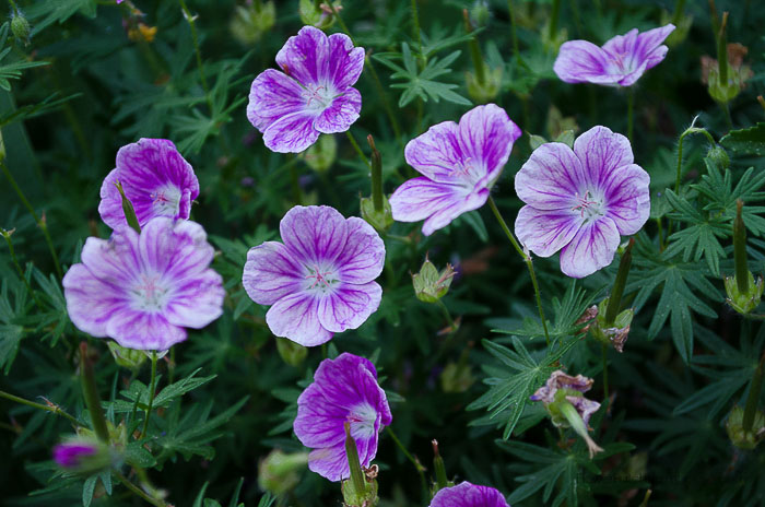 Elke Hardy Cranesbill Geranium close up, Flower Patch Farmhouse