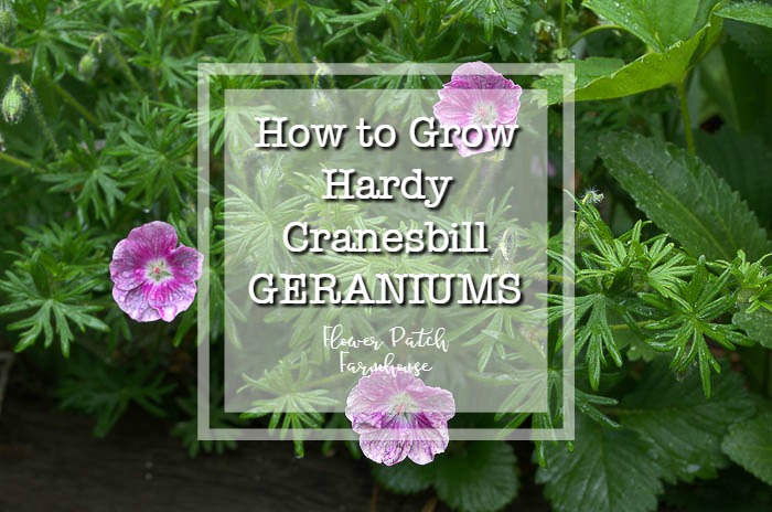 How to Grow Hardy Geraniums