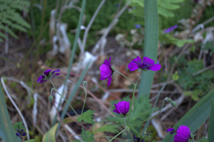 Dragons Heart Cranesbill Geranium, How to Grow Hardy Geraniums, FlowerPatchFarmhouse.com (9 of 12)