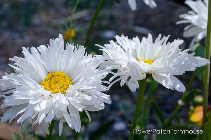 Crazy Daisy Ruffly
