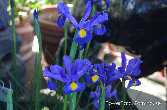 blue dutch iris