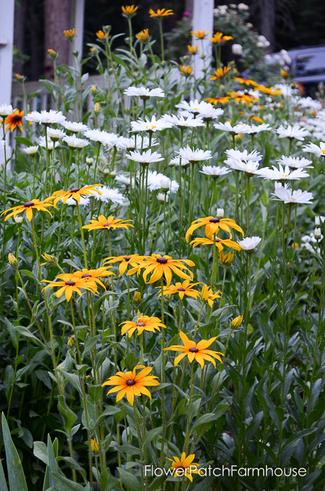 how to grow daisies, FlowerPatchFarmhouse.com