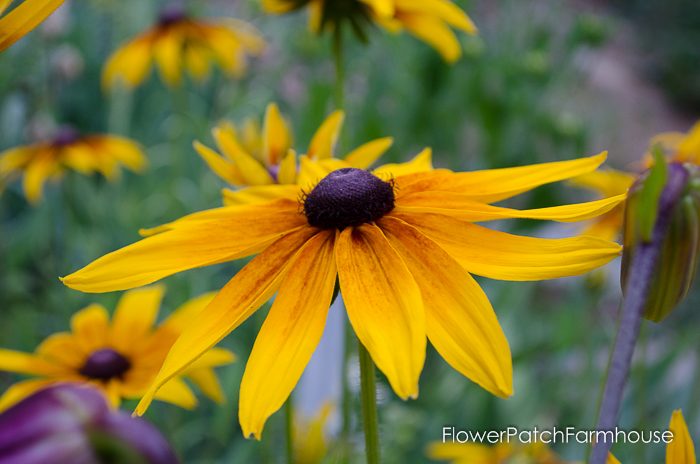 How to Grow Black Eyed Susans in your Cottage Garden, also known as Rudbeckia, easy and fast spreading for a wow of bright color! FlowerPatchFarmhouse.com