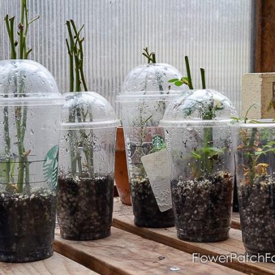 Rose cuttings in plastic cups for rooting, How to root roses from cuttings, rose propagation,