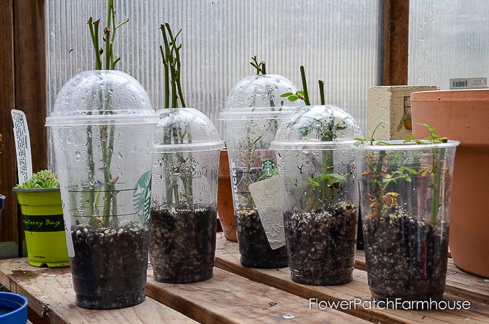 Rose cuttings in plastic cups for rooting, How to root roses from cuttings, rose propagation, 